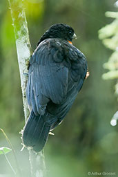 Red-ruffed Fruitcrow, Otun-Quimbaya, Risaralda, Colombia, April 2012 - click for larger image