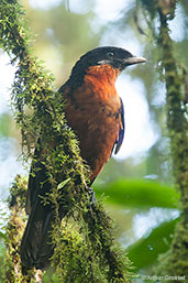 Red-ruffed Fruitcrow, Otun-Quimbaya, Risaralda, Colombia, April 2012 - click for larger image