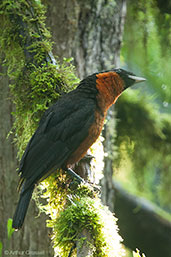 Red-ruffed Fruitcrow, Otun-Quimbaya, Risaralda, Colombia, April 2012 - click for larger image