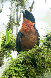 Red-ruffed Fruitcrow, Otun-Quimbaya, Risaralda, Colombia, April 2012 - click for larger image