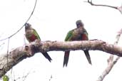 Madeira Parakeet, Ariquemes, Rondônia, Brazil, April 2003 - click for larger image