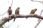 Madeira Parakeet, Ariquemes, Rondônia, Brazil, April 2003 - click for larger image