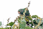 Santa Marta Parakeet, Sierra Nevada de Santa Marta, Magdalena, Colombia, April 2012 - click for larger image