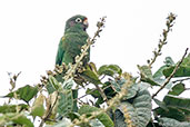 Santa Marta Parakeet, Sierra Nevada de Santa Marta, Magdalena, Colombia, April 2012 - click for larger image