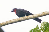 Purple-throated Fruitcrow, Sani Lodge, Sucumbios, Ecuador, November 2019 - click for larger image