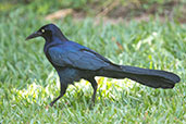 Great-tailed Grackle, Antigua, Guatemala, March 2015 - click for larger image
