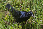 Great-tailed Grackle, Antigua, Guatemala, March 2015 - click for larger image