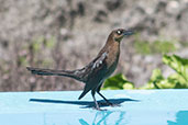 Great-tailed Grackle, Roatan, Honduras, March 2015 - click for larger image