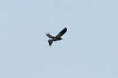 Greater Antillean Grackle, Najasa, Cuba, February 2005 - click on image for a larger view