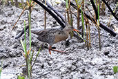 Mangrove Rail, Peruibe, Sao Paulo, Brazil, October 2022 - click for larger image