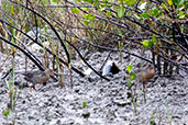 Mangrove Rail, Peruibe, Sao Paulo, Brazil, October 2022 - click for larger image