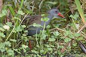 Bogota Rail, Guasco, Cundinamarca, Colombia, April 2012 - click for larger image