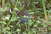 Bogota Rail, Guasco, Cundinamarca, Colombia, April 2012 - click for larger image