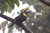 Yellow-throated Toucan, Wildsumaco Lodge, Napo, Ecuador, November 2019 - click for larger image