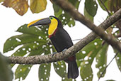 Yellow-throated Toucan, Wildsumaco Lodge, Napo, Ecuador, November 2019 - click for larger image