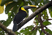 Yellow-throated Toucan, Wildsumaco Lodge, Napo, Ecuador, November 2019 - click for larger image