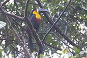 Ariel Toucan, Peruibe, SP, Brazil, October 2022 - click for larger image