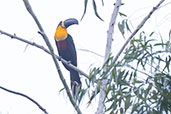 Ariel Toucan, Itanhaem, SP, Brazil, October 2022 - click for larger image