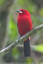 Male Brazilian Tanager, Ubatuba, São Paulo, Brazil, December 2006 - click for larger image