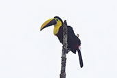 Yellow-throated Toucan, Rio Silanche, Pichincha, Ecuador, November 2019 - click for larger image