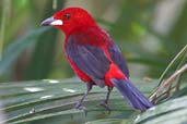 Male Brazilian Tanager, Ubatuba, São Paulo, Brazil, July 2002 - click for larger image