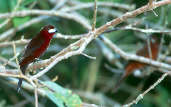 Male Silver-beaked Tanager, Manaus, Amazonas, Brazil, July 2001 - click for larger image