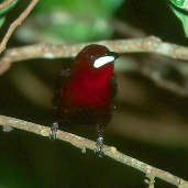 Male Silver-beaked Tanager, Manaus, Amazonas, Brazil, July 2001 - click for larger image