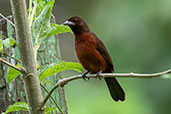 Female Huallaga Tanager, Tarapoto, San Martin, Peru, October 2018 - click for larger image