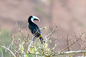 Yellow-ridged Toucan, Cordillera Escalera, San Martin, Peru, September 2018 - click for larger image