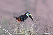 Yellow-ridged Toucan, Cordillera Escalera, San Martin, Peru, September 2018 - click for larger image