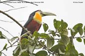 Red-breasted Toucan, Itatiaia, Rio de Janeiro, Brazil, November 2008 - click for larger image