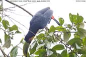 Red-breasted Toucan, Itatiaia, Rio de Janeiro, Brazil, November 2008 - click for larger image