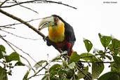 Red-breasted Toucan, Itatiaia, Rio de Janeiro, Brazil, November 2008 - click for larger image