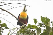 Red-breasted Toucan, Itatiaia, Rio de Janeiro, Brazil, November 2008 - click for larger image