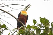 Red-breasted Toucan, Itatiaia, Rio de Janeiro, Brazil, November 2008 - click for larger image