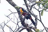Red-breasted Toucan, Itatiaia, Rio de Janeiro, Brazil, October 2022 - click for larger image