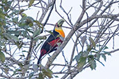 Red-breasted Toucan, Itatiaia, Rio de Janeiro, Brazil, October 2022 - click for larger image