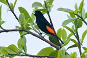 Flame-rumped Tanager, Otun-Quimbaya, Risaralda, Colombia, April 2012 - click for larger image