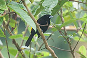 Flame-rumped Tanager, Montezuma, Tatamá, Risaralda, Colombia, April 2012 - click for larger image