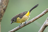 Flame-rumped Tanager, Montezuma, Tatamá, Risaralda, Colombia, April 2012 - click for larger image