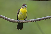 Flame-rumped Tanager, Montezuma, Tatamá, Risaralda, Colombia, April 2012 - click for larger image