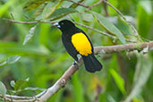 Flame-rumped Tanager, Montezuma, Tatamá, Risaralda, Colombia, April 2012 - click for larger image