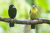 Lemon-rumped Tanager, Mindo, Pichincha, Ecuador, November 2019 - click for larger image