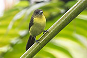 Lemon-rumped Tanager, Mindo, Pichincha, Ecuador, November 2019 - click for larger image