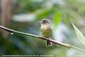 Large-headed  Flatbill, Parque de Zizo, São Paulo, Brazil, November 2006 - click for larger image