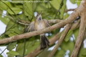 Long-billed Gnatwren, Tamandaré, Pernambuco, Brazil, October 2008 - click for larger image