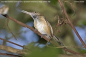 Long-billed Gnatwren, Tamandaré, Pernambuco, Brazil, October 2008 - click for larger image