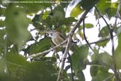 Long-billed Gnatwren, Tamandaré, Pernambuco, Brazil, October 2008 - click for larger image