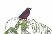 Huallaga Tanager, Rioja, San Martin, Peru, October 2018 - click for larger image