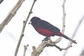 Huallaga Tanager, Rioja, San Martin, Peru, October 2018 - click for larger image